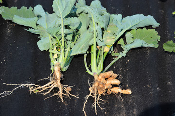 Wall Mural - Clubroot (Plasmodiophora brassica) distorted root on a rapeseed, rape, canola plant