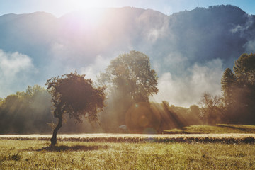 Wall Mural - Foggy morning on mountain pasture. I