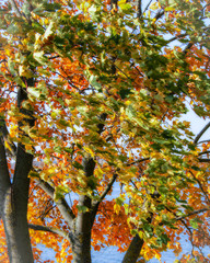 Wall Mural - autumn in the park