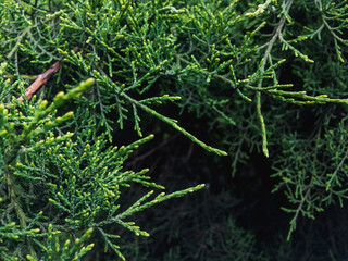 Wall Mural - Evergreen Cypress. Beautiful textured image of cypress branches. Background coniferous image.