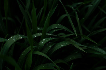 transparent water drops on dark green grass photographed close up 