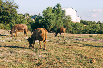 Buffalo and the grass