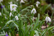 © JuriAlexander - A field of snowdrops