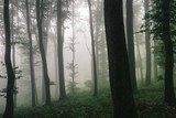 Fototapeta Tęcza - natural forest landscape, trees in fog in dark woods