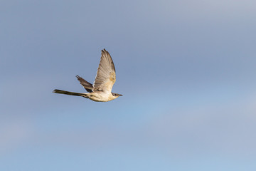 Sticker - Great Spotted Cuckoo  flying