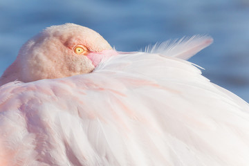 Wall Mural - Portrait of a Greater flamingo