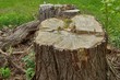 Close-uop of a large poplar tree stump 