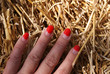Overgrown manicure. Red gel-polish on half of the nail. Women's fingers on a background of dry straw. lockdown. Nail salons are closed