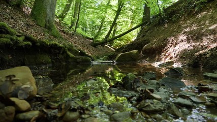 in an wild forest there is a small river with birds sounds and insect