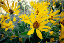In The Vast Idaho Nature Yellow Wildflowers In Full Bloom