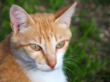 Portrait Of A Cute Orange And White Cat