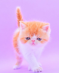 portrait adorable persian kitten a purple background