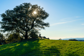 Wall Mural - tree with sun with lightning behind in a green meadow field green grass and shadows