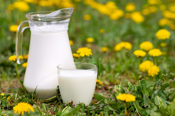 Sticker - milk in glass with dandelions on the background