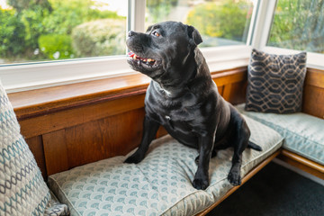 Poster - Staffordshire Bull Terrier dog sitting on a window alcove seat with a vintage wooden trim looking out of the window