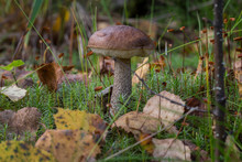 Beautiful Edible Brown Fungus Boletus (Leccinum Scabrum) Mushroom In The Moss