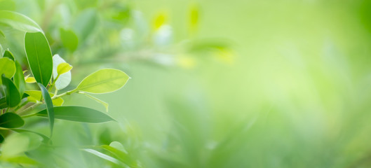 Wall Mural - Leaf background bokeh blur green background