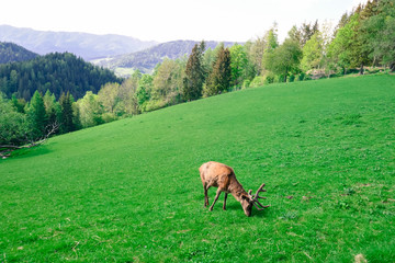 Wall Mural - Wild deer in the forest. Beautiful deer with horns in the zoo.