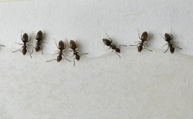 Close up picture of small brown ants, called Odorous House Ants, eating poison.