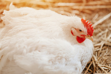 chicken in a village on a mini-farm hay white broilers