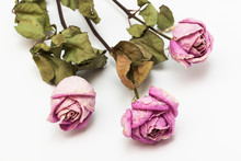 Three Dry Roses On White Background
