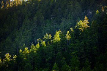 Wall Mural - Beautiful coniferous forest