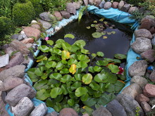 Mother's Small Pond In The Garden - Poland, Oborniki 