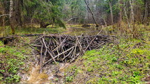Beaver Dam At A Small Stream In The Forest