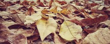 Full Frame Shot Of Fallen Leaves During Autumn