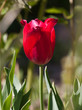 close-up of a red tulip in the garden