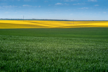 Fotomurales - Agricultural fields in springtime. Yellow fields lines of oilseed rape and green meadows