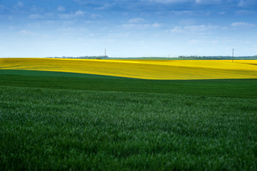 Fotomurales - Yellow fields lines of oilseed rape and green meadows