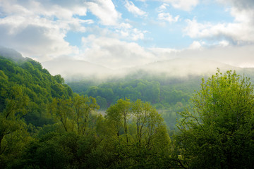 Wall Mural - fog and mist above the forest. beautiful morning nature in mountains. landscape with clouds on the s