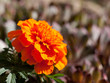 
closeup of an orange garden flower in full sun