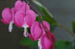 Pink flower of dicenta spectabilis