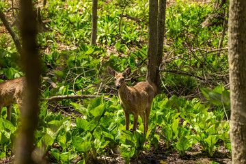 Wall Mural - White tailed deer  grazing in a wetland overgrown with skunk cabbage. Natural scene from USA