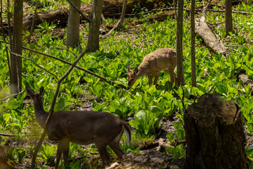 Wall Mural - White tailed deer  grazing in a wetland overgrown with skunk cabbage. Natural scene from USA