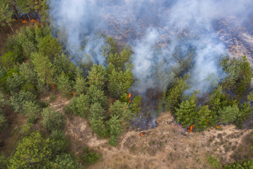 Wall Mural - Aerial view of a fire in a pine forest. Disaster filming by drone