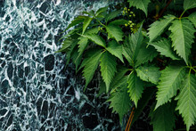 A Dark Green Marble Wall With White Veins And Climbing Wild Grapes. The Concept Of Living And Dead. Material For Tombstones To Advertise Funeral Services. Close Up