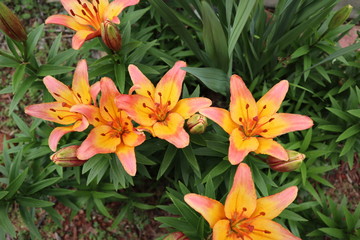 orange tiger lily