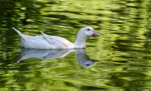 Allier White Duck Swimming In A Lake Reflecting A Nice Green Background.