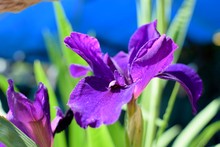 Close-up Of Purple Iris Blooming Outdoors