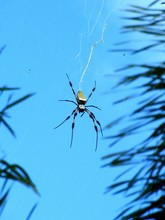 Low Angle View Of Golden Silk Orb Weaver