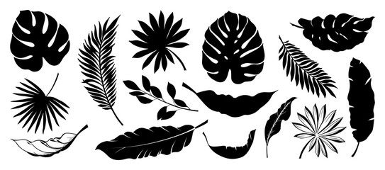 set of tropical leaves. collection black leaves palm, fan palm, banana leaves. nature leaves collect