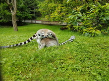 Lemurs Relaxing On Grassy Field