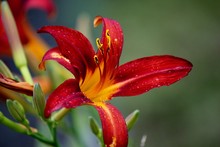 Close-up Of Red Day Lily Blooming Outdoors