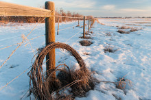 Fence Posts And Barbed Wire In A Snow Covered Field On The Alberta Prairie In Winter.