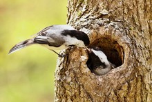 Black Capped Chickadee During Breeding Season.  The Male Feeds The Female In The Nest Cavity.

