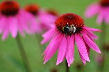 Close-up Of Bumblebee On Eastern Purple Coneflower