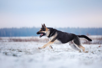  dog in the winter in the snow. active east european shepherd plays in nature